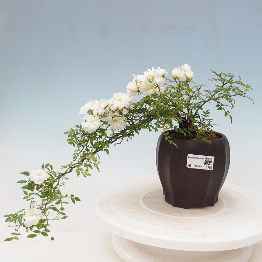 Bonsai na zewnątrz - Rosa Sea Foam - róża 
