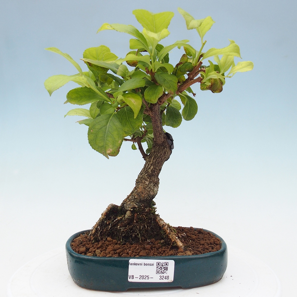 Bonsai na zewnątrz - Celastrus Jesenec