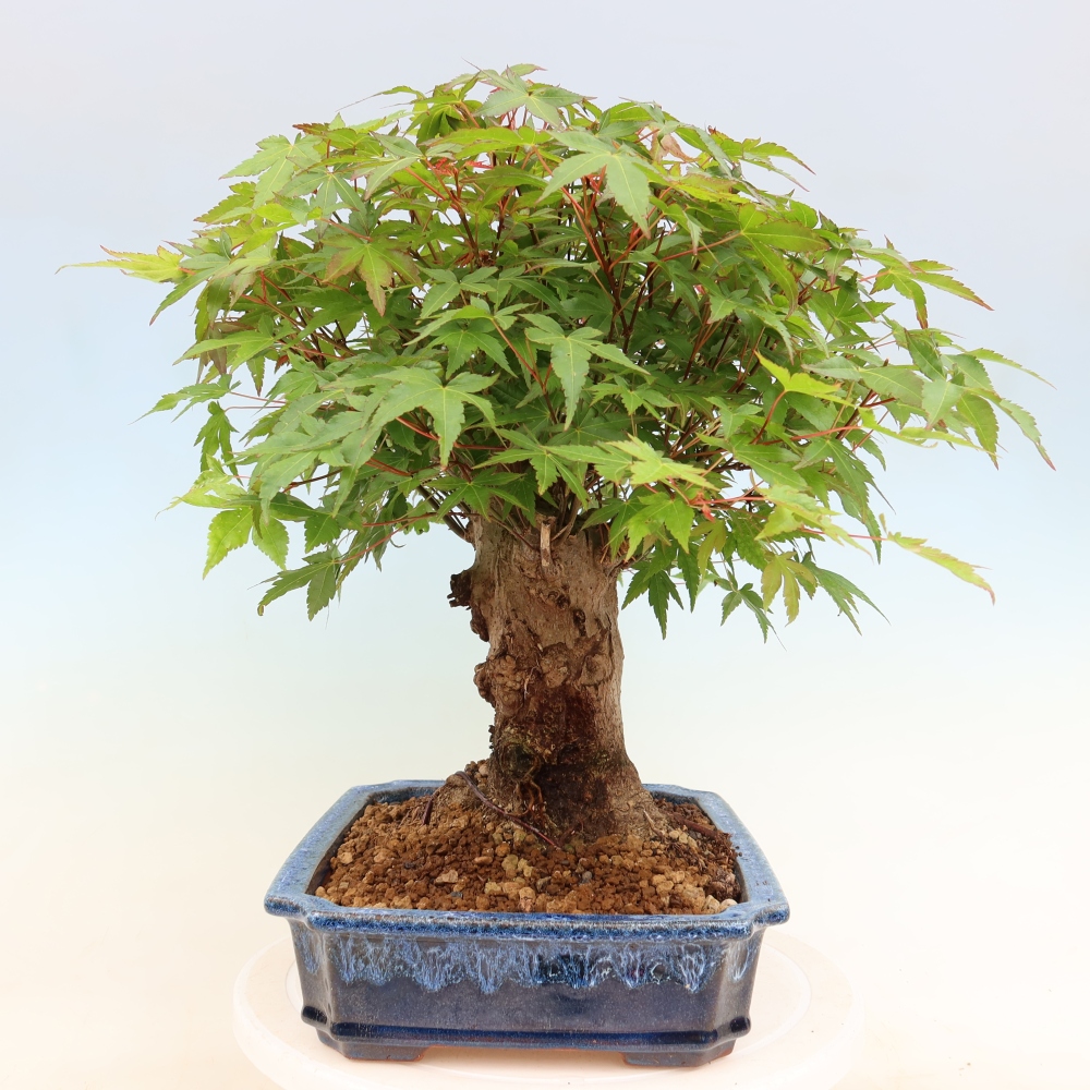 Outdoor bonsai - Klon burgeryjski - Acer burgerianum