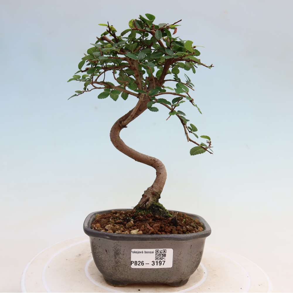 Pokój bonsai - Ulmus parvifolia - Wiąz drobnolistny
