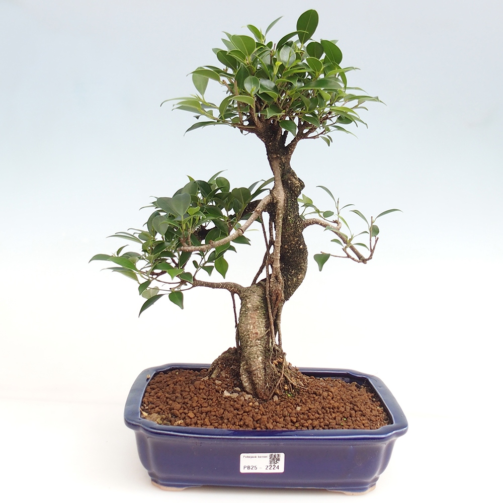 Kryty bonsai - Ficus kimmen - figowiec drobnolistny
