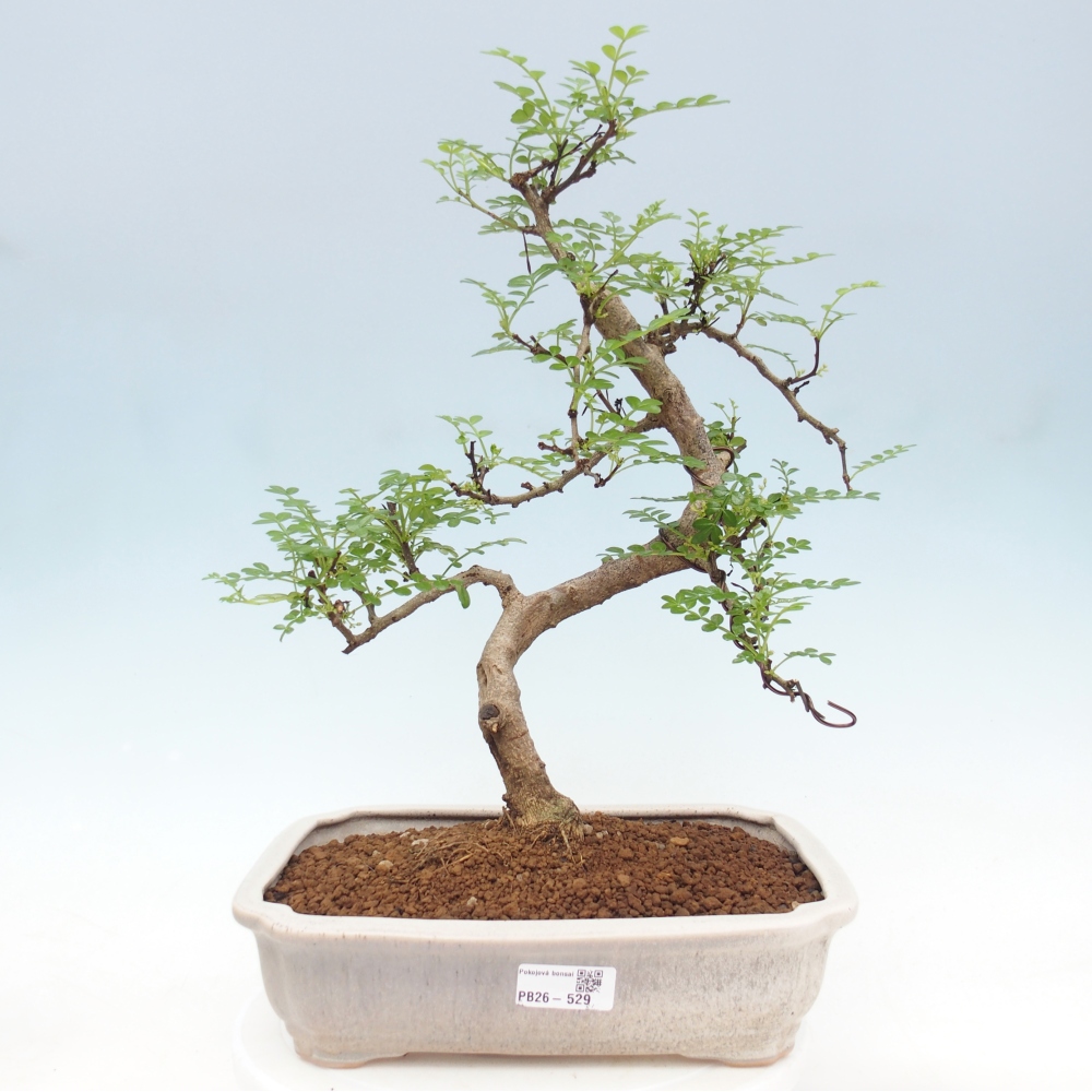 Pokój bonsai - Zantoxylum piperitum - drzewo pieprzowe