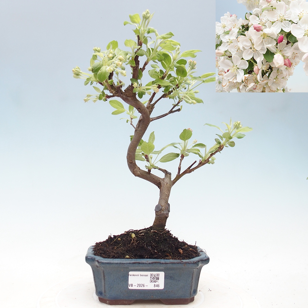 Outdoor bonsai - Malus halliana - Jabłoń drobnoowocowa