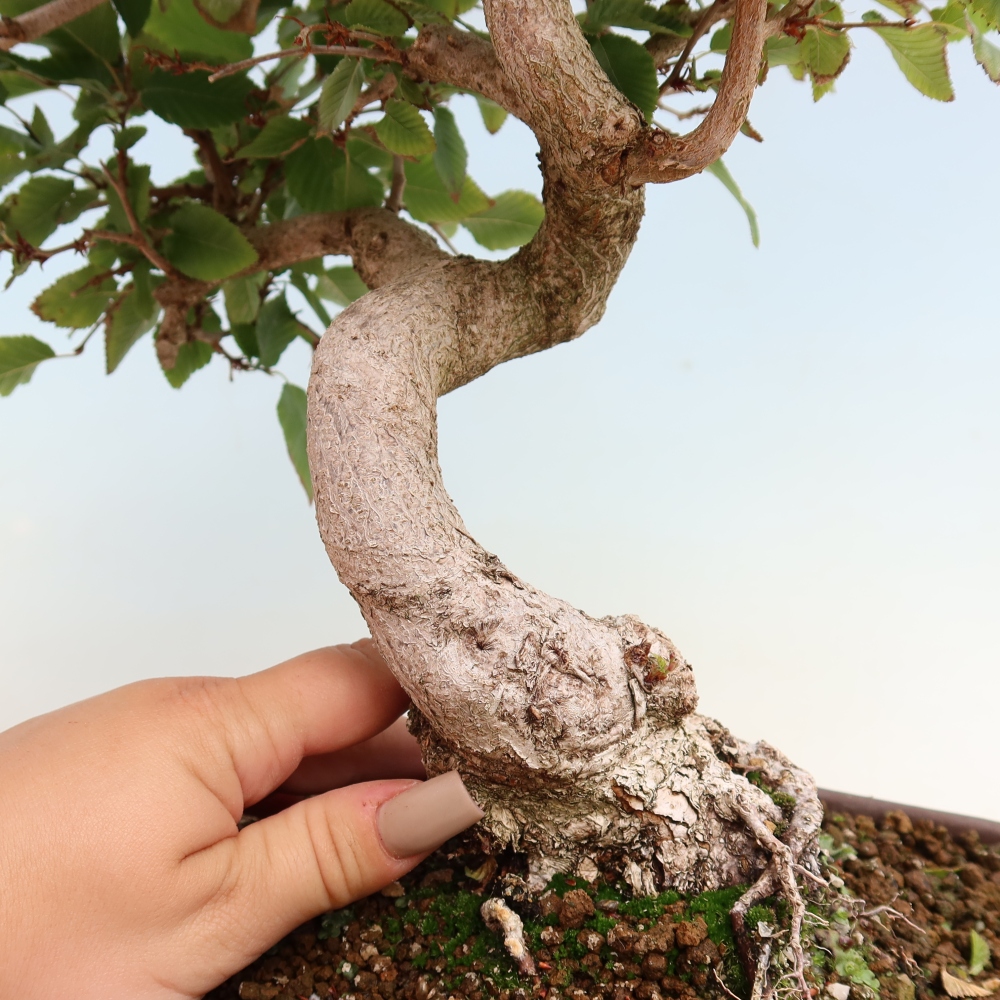 Outdoor bonsai - Carpinus CARPINOIDES - grab koreański
