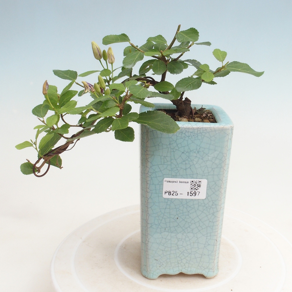 Kryty bonsai - Grewia occidentalis - Lawendowa gwiazda