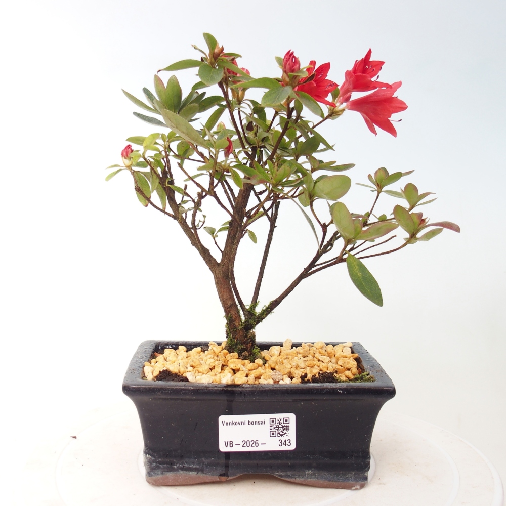 Outdoor bonsai - Azalia japońska - Azalea sp.