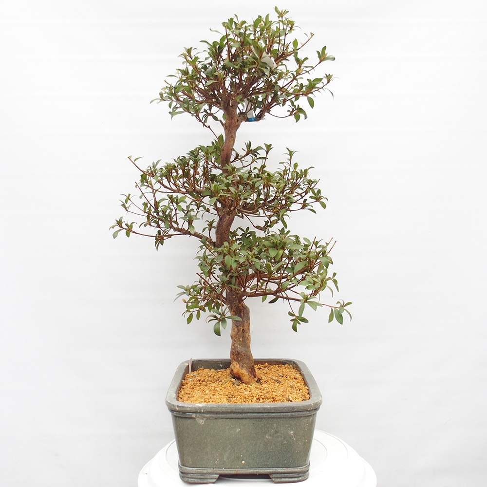 Bonsai zewnętrzne - Azalia japońska - Azalia Koki