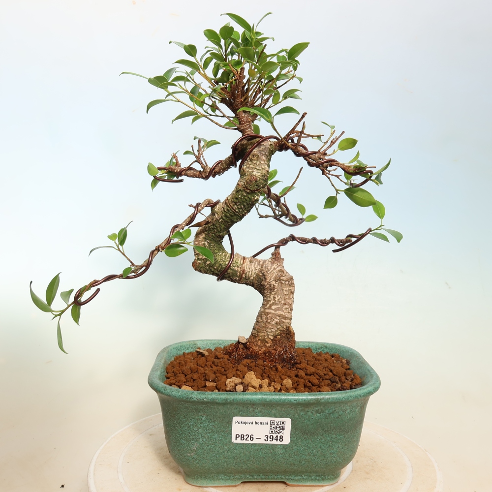 Pokój bonsai - Ficus kimmen - figowiec drobnolistny