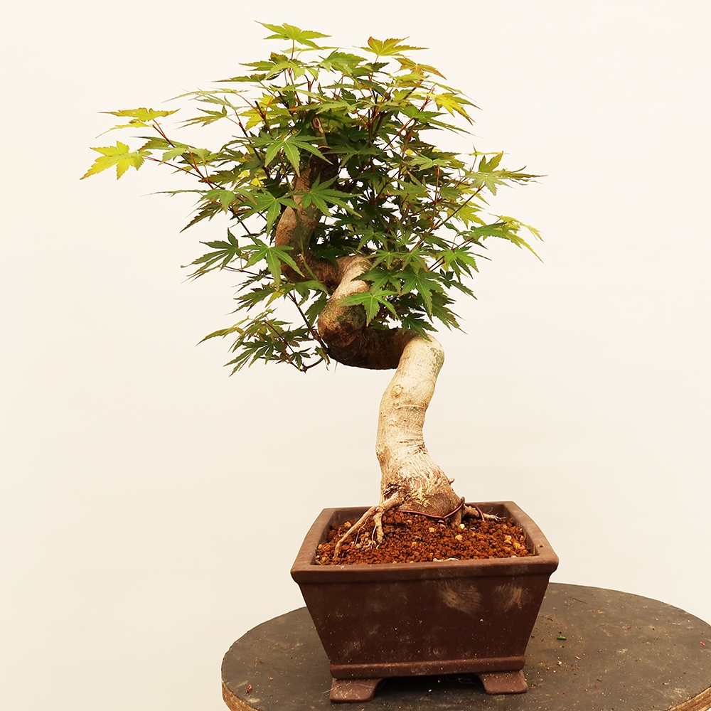Outdoor bonsai - Klon palmowy - Palmy