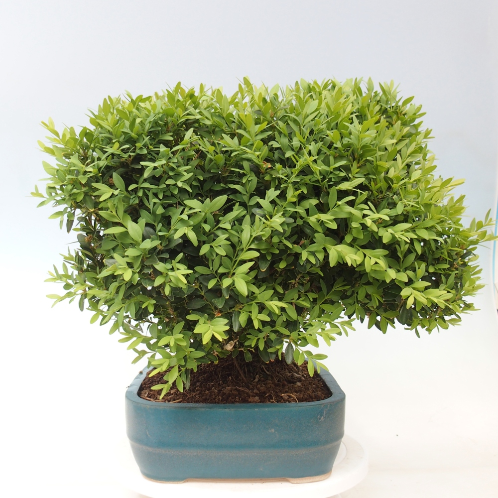 Bonsai zewnętrzne - Buxus sempervirens - bukszpan