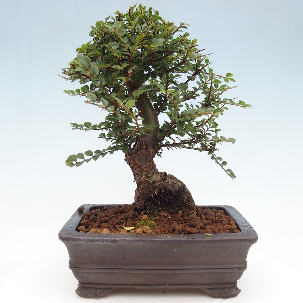 Outdoor bonsai - Ulmus parvifolia Hokkaido - wiąz chiński