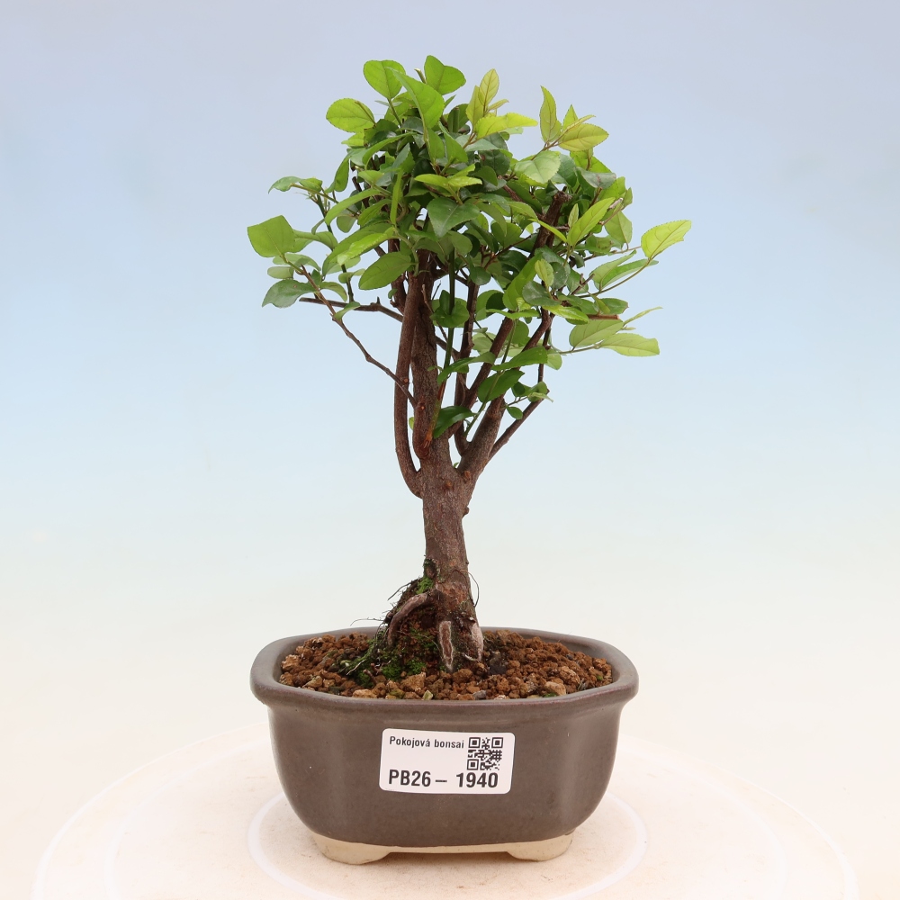 Bonsai pokojowe - Sageretia thea - Sageretia thea