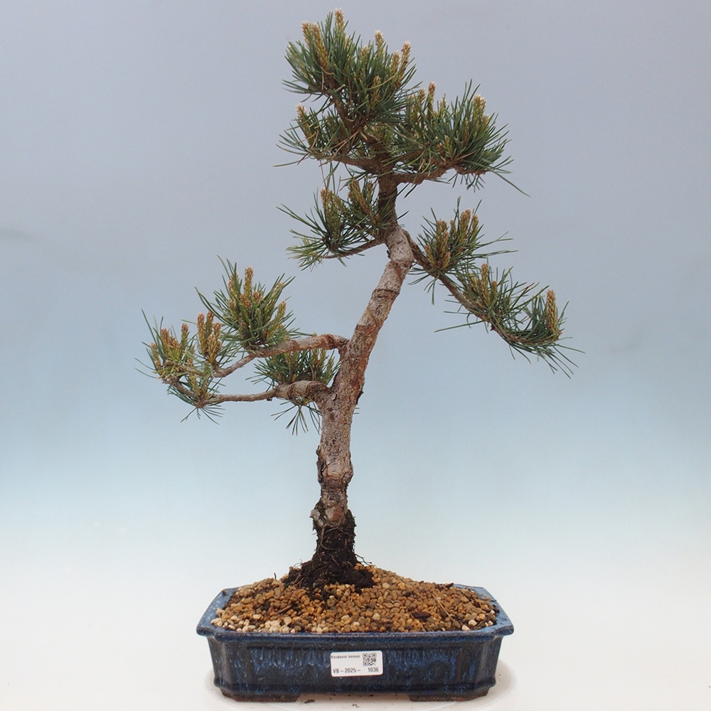 Outdoor bonsai - Pinus Sylvestris - sosna zwyczajna