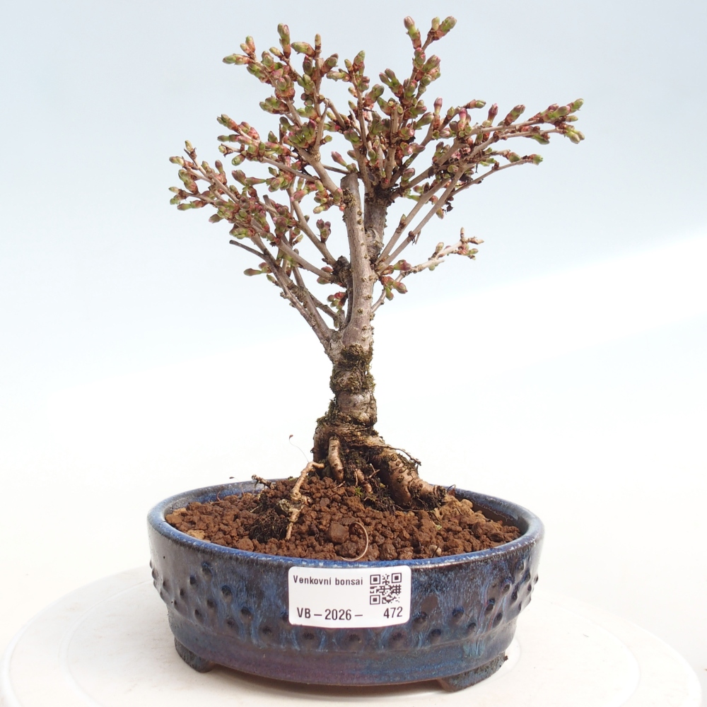 Outdoor bonsai - Prunus incisa Kojou-no mai-Plivon wycięty