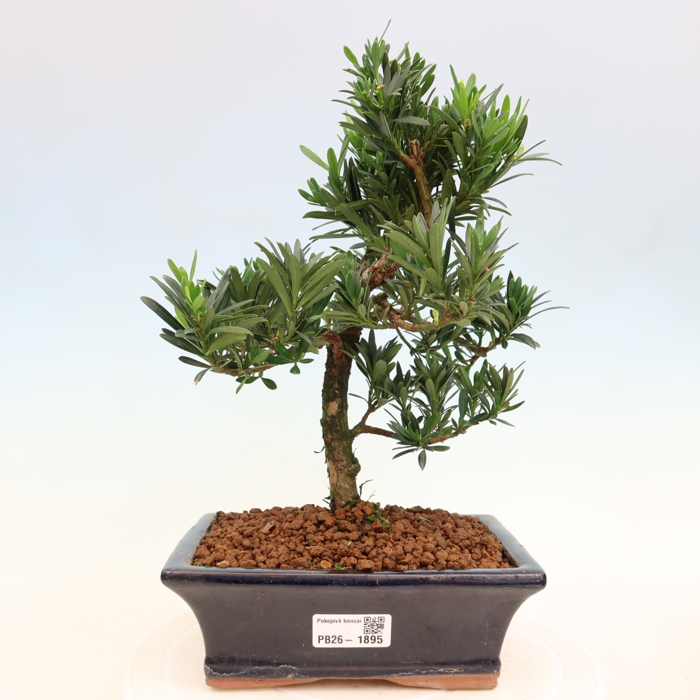 Pokój bonsai - Podocarpus - Kamienny cis