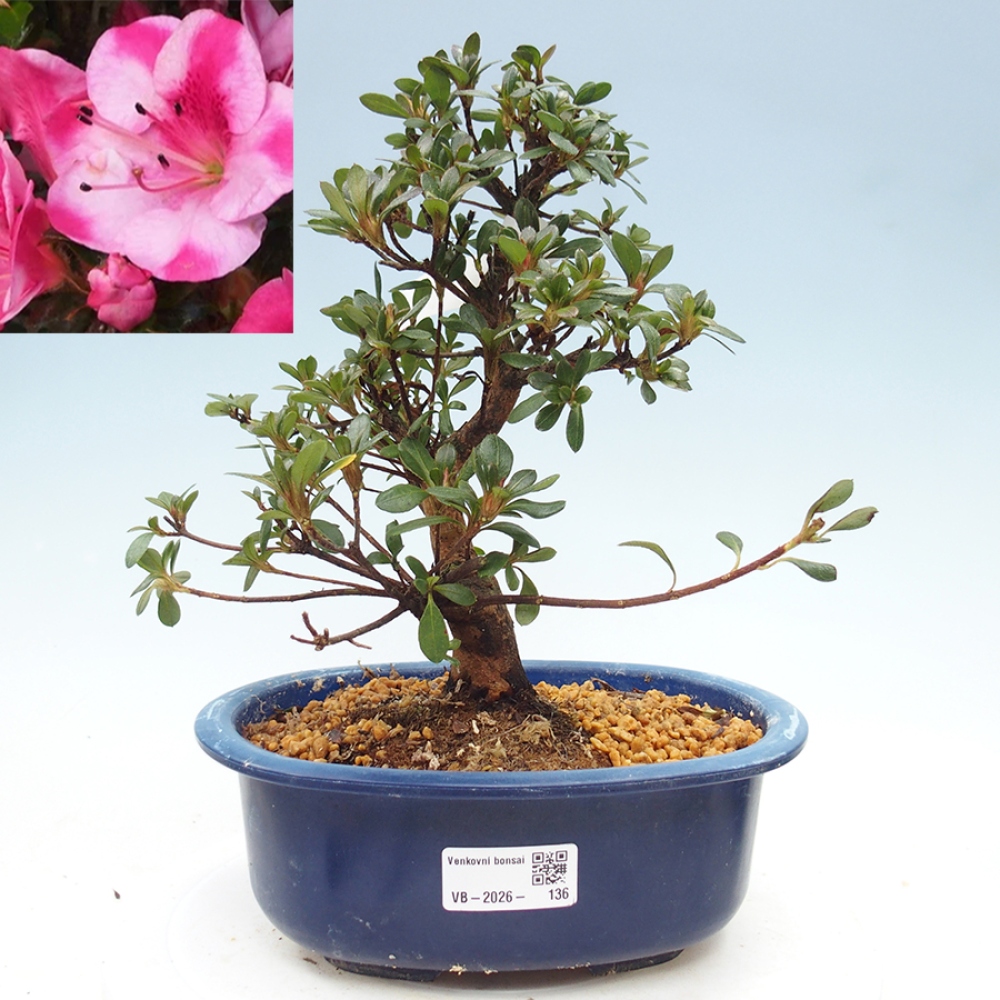 Bonsai zewnętrzne - Azalia japońska - Azalia Kobai