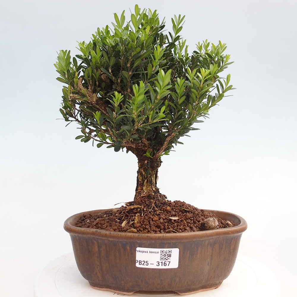 Kryty bonsai - Buxus harlandii - Bukszpan korkowy
