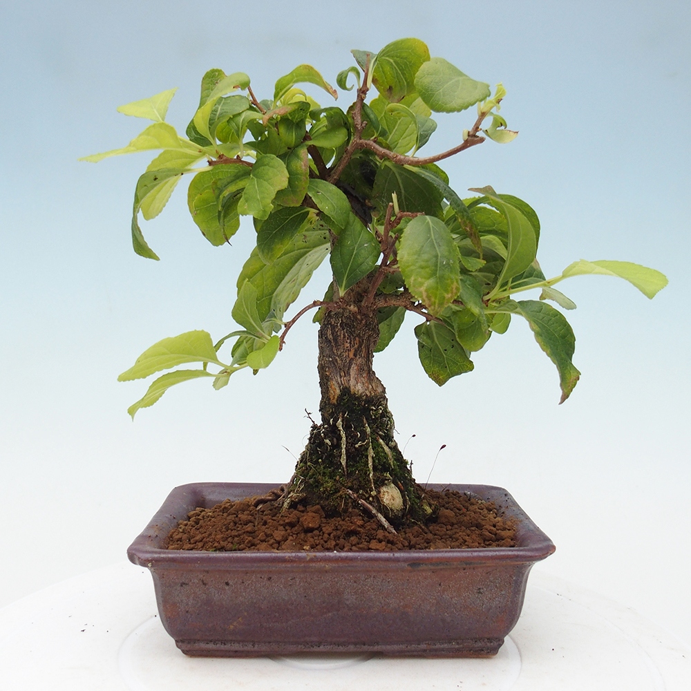Bonsai na zewnątrz - Celastrus Jesenec