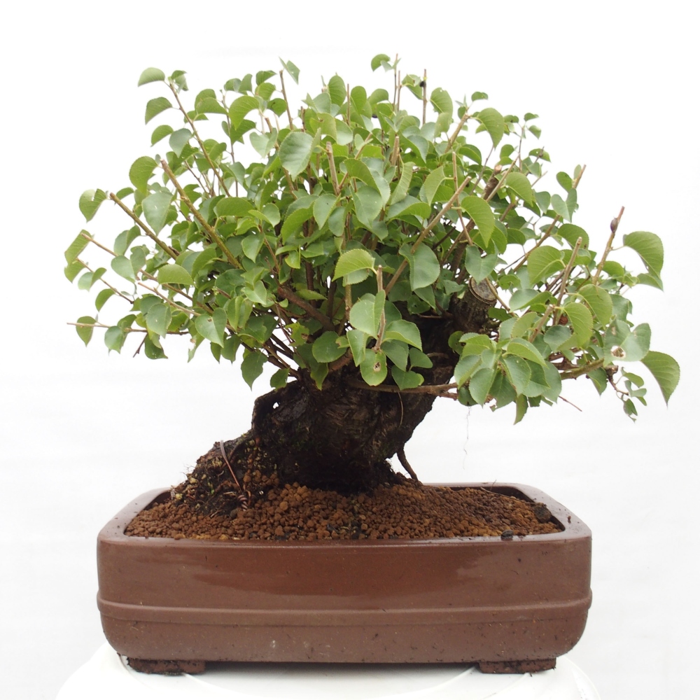 Bonsai na zewnątrz - Mahalebka - Prunus mahaleb