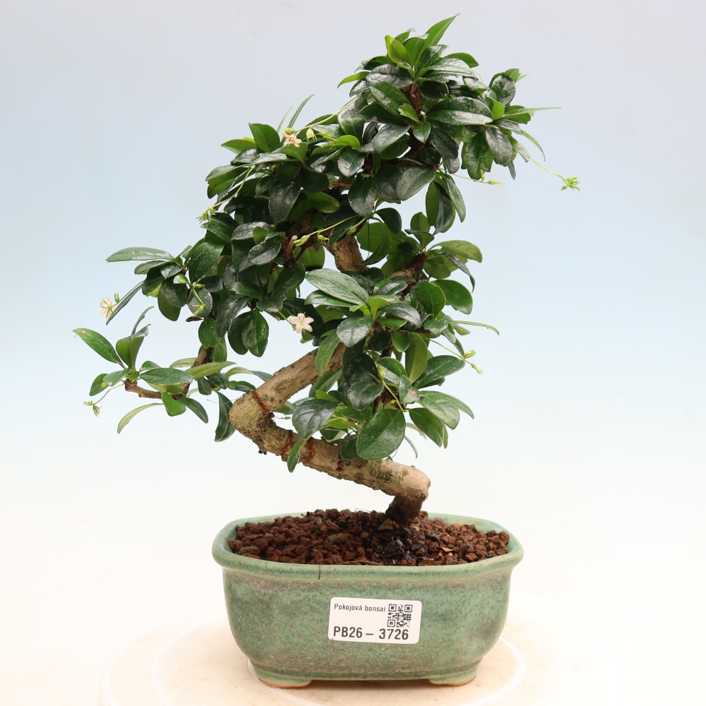 Bonsai pokojowe - Carmona macrophylla - Tea fuki