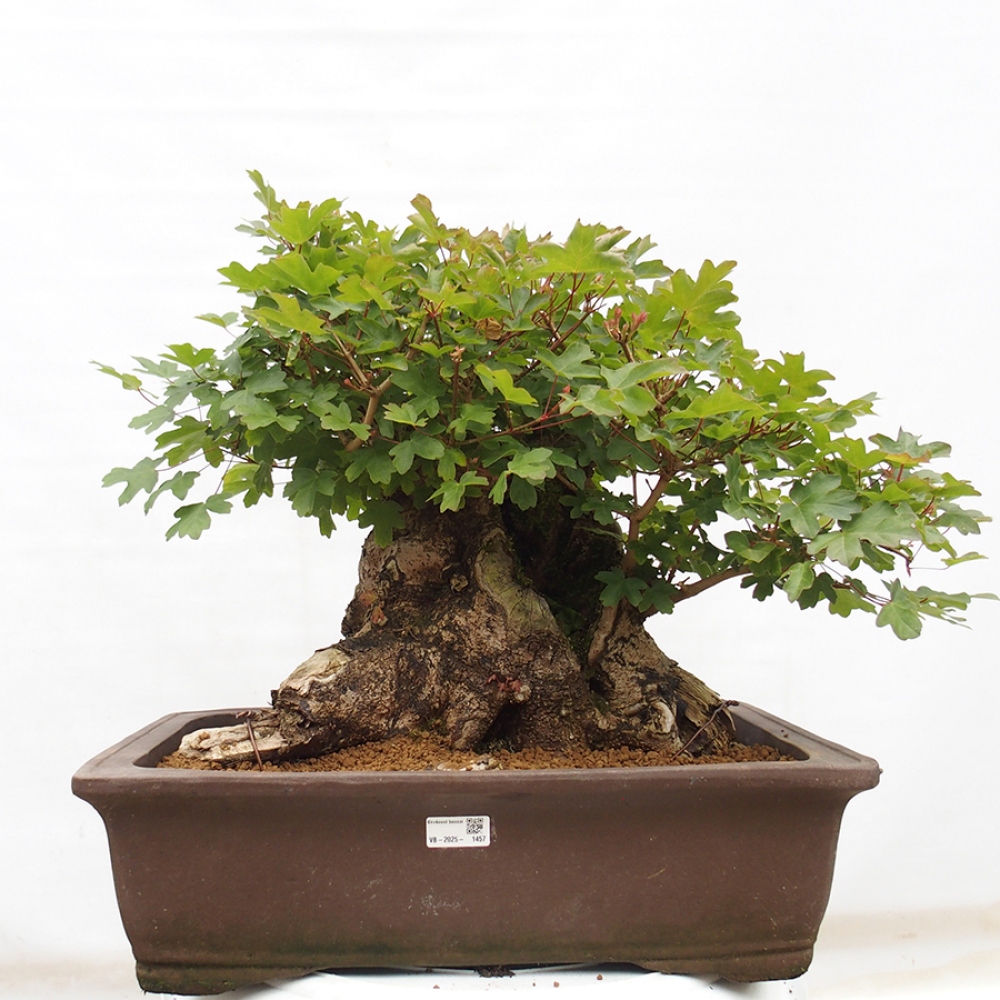 Bonsai zewnętrzne - Klon Francuski - Acer Nonspessulanum