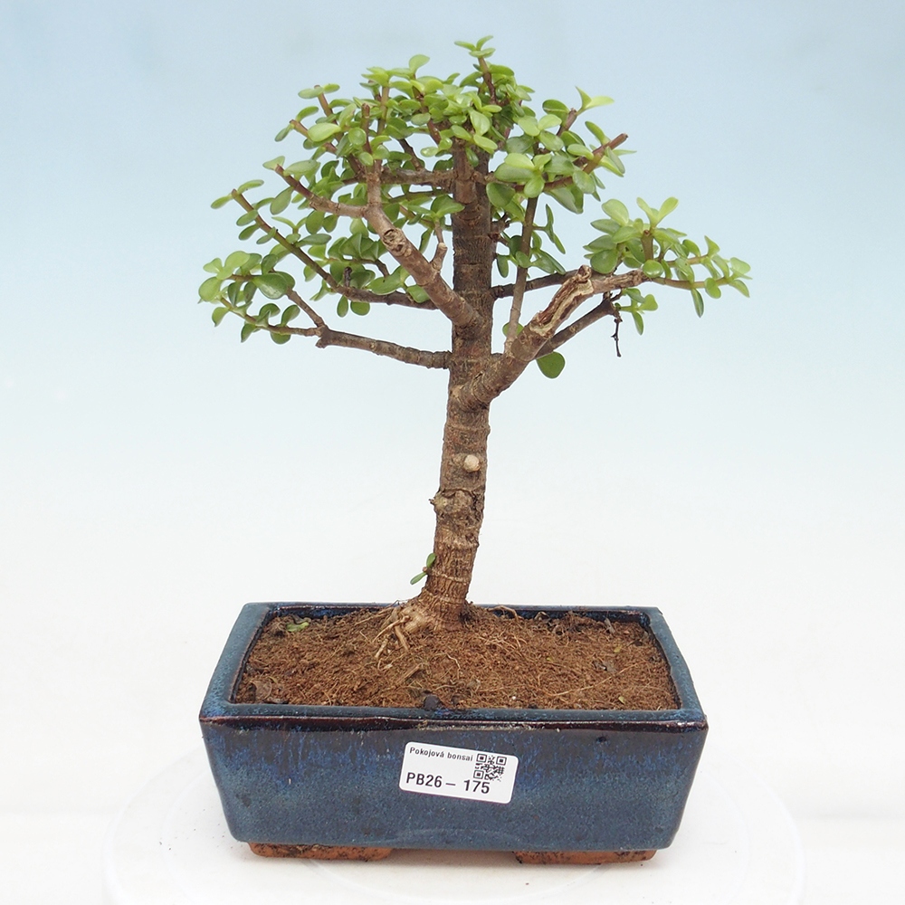 Pokój bonsai - Portulakaria Afra - Tlustice