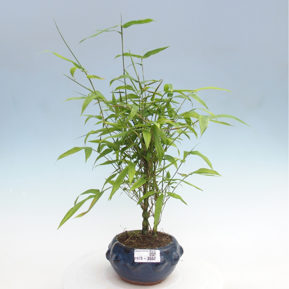 Room bonsai - Bamboo budha - Bamboo budha belly