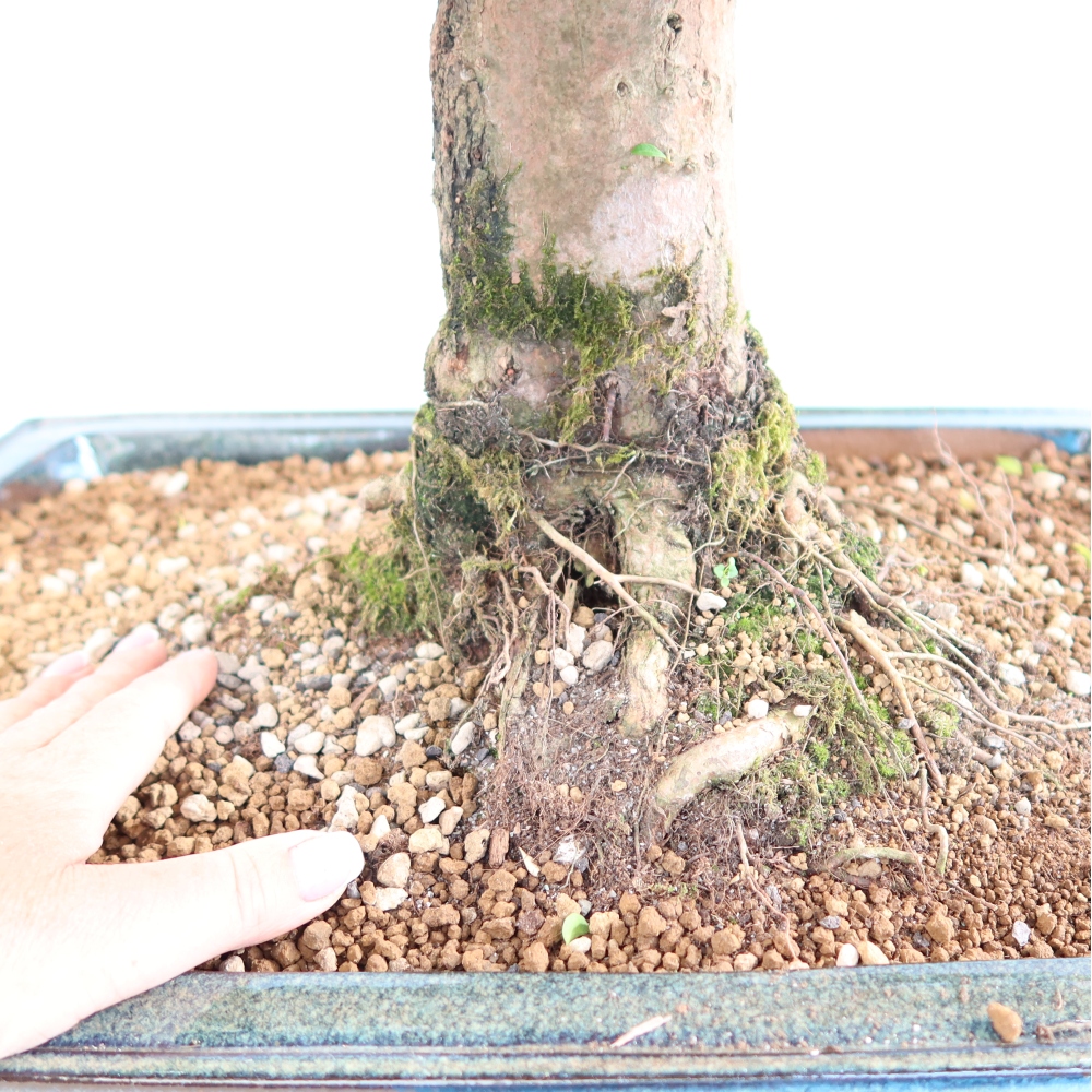 Pokój bonsai - Wiśnia australijska - Eugenia uniflora
