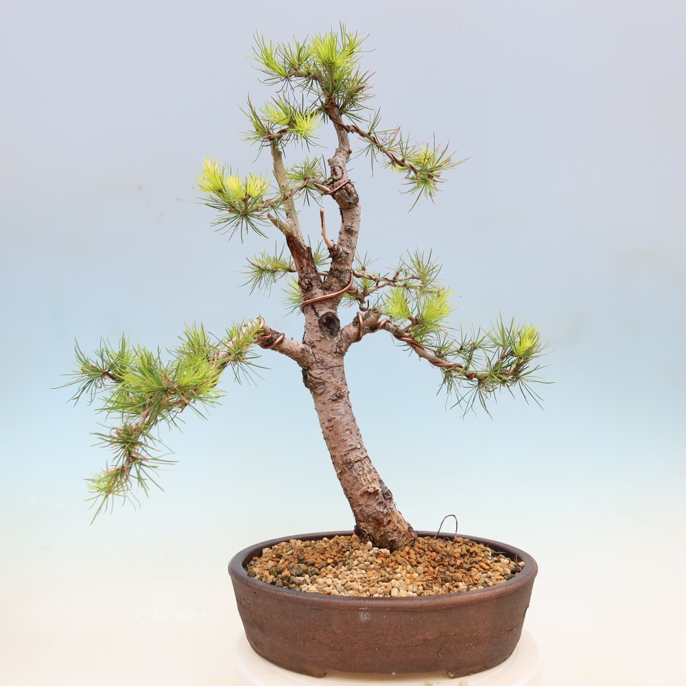 Bonsai zewnętrzne - Larix decidua - Modrzew