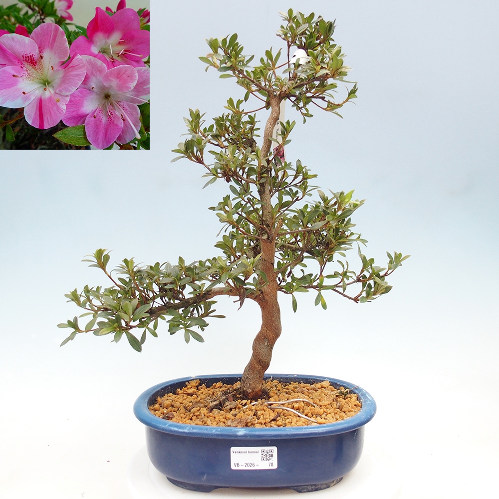 Bonsai zewnętrzne - Azalia japońska - Azalia Reiko