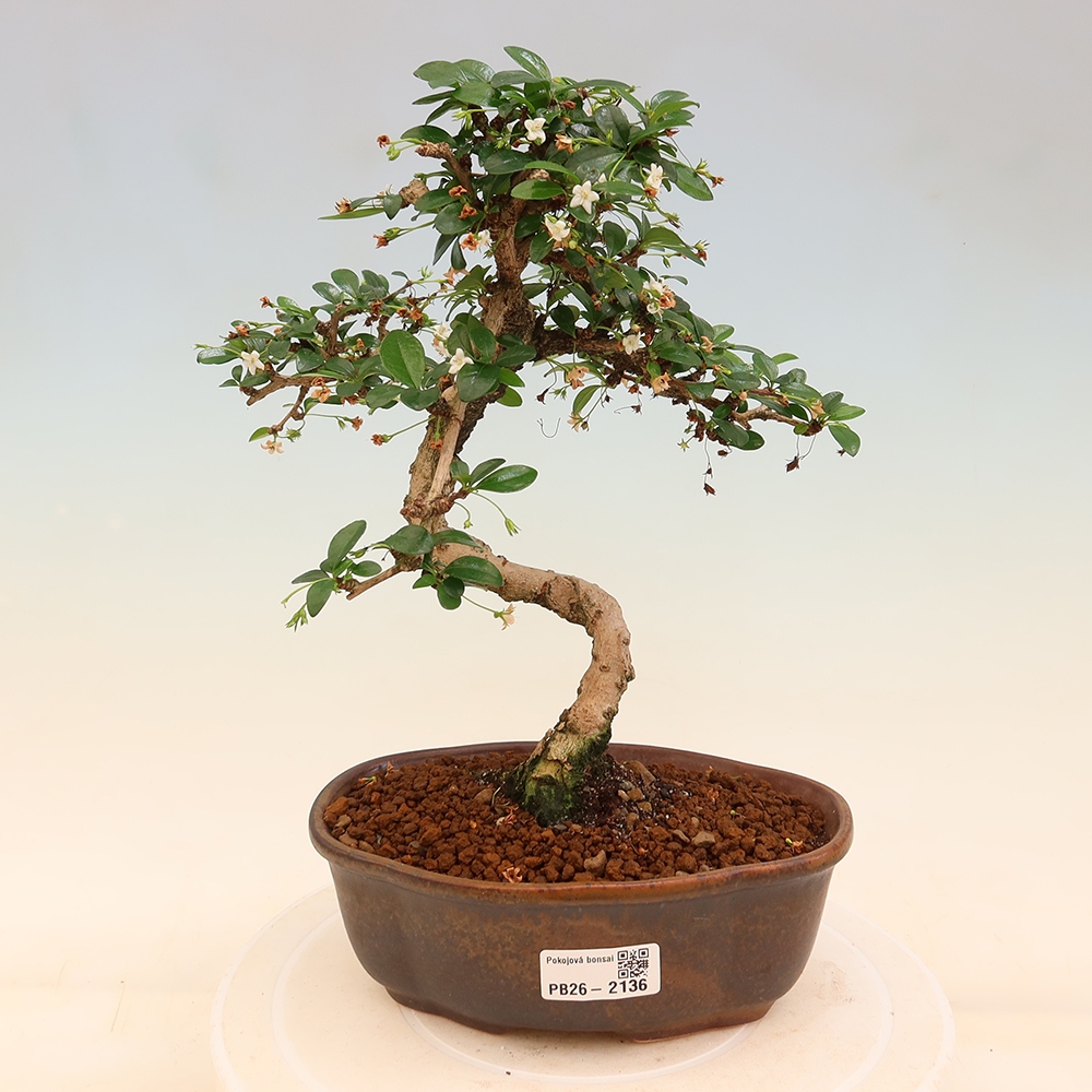 Bonsai pokojowe - Carmona macrophylla - Tea fuki
