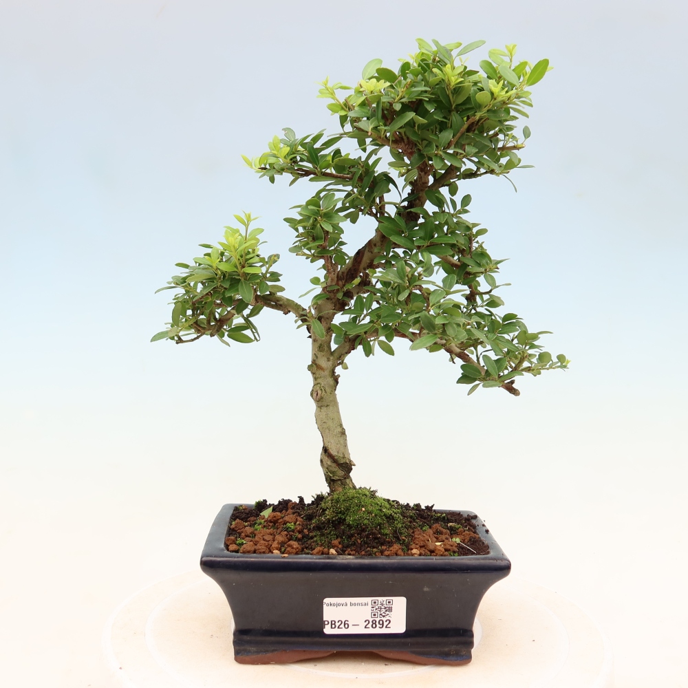 Pokój bonsai - Ilex crenata - Ostrokrzew