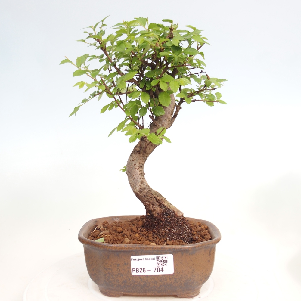 Pokój bonsai - Ulmus parvifolia - Wiąz drobnolistny