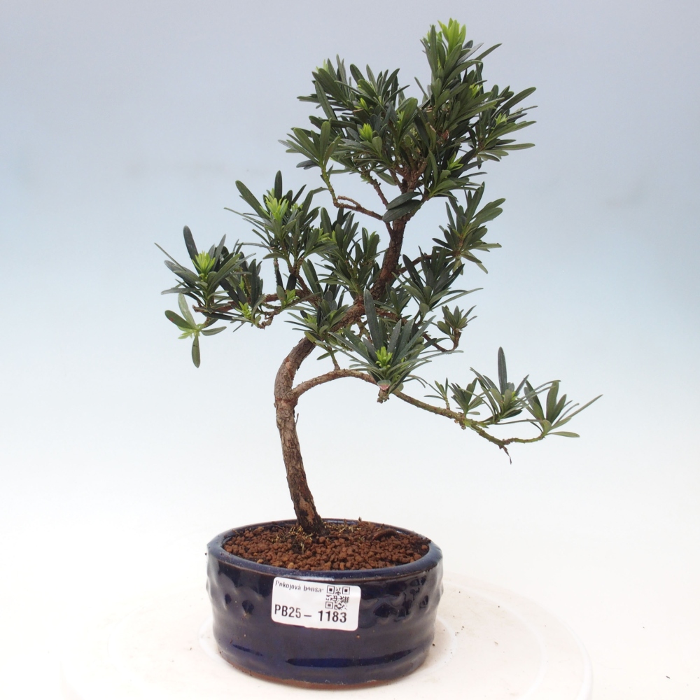 Kryty bonsai - Podocarpus - Kamień tys