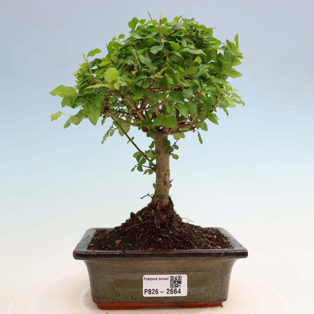Pokój bonsai - Ligustrum chinensis - Dziób ptaka