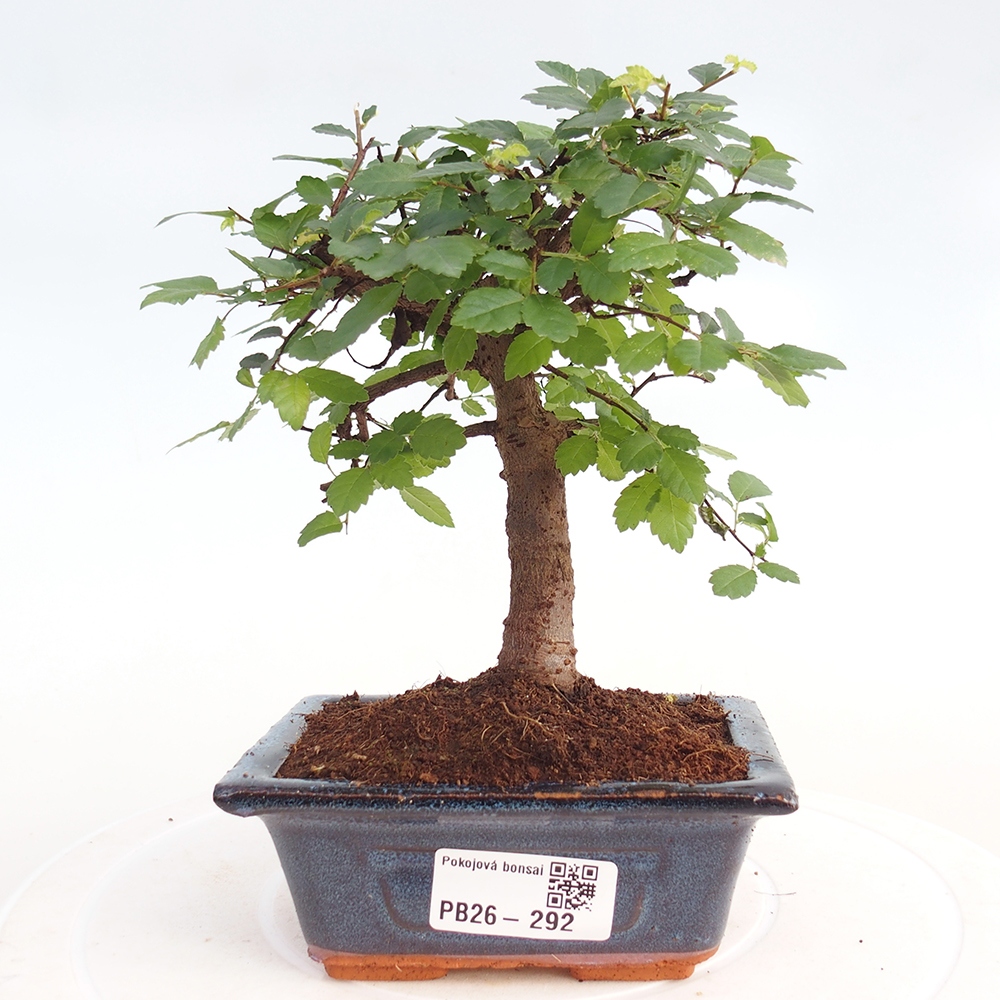 Pokój bonsai - Ulmus parvifolia - Wiąz drobnolistny