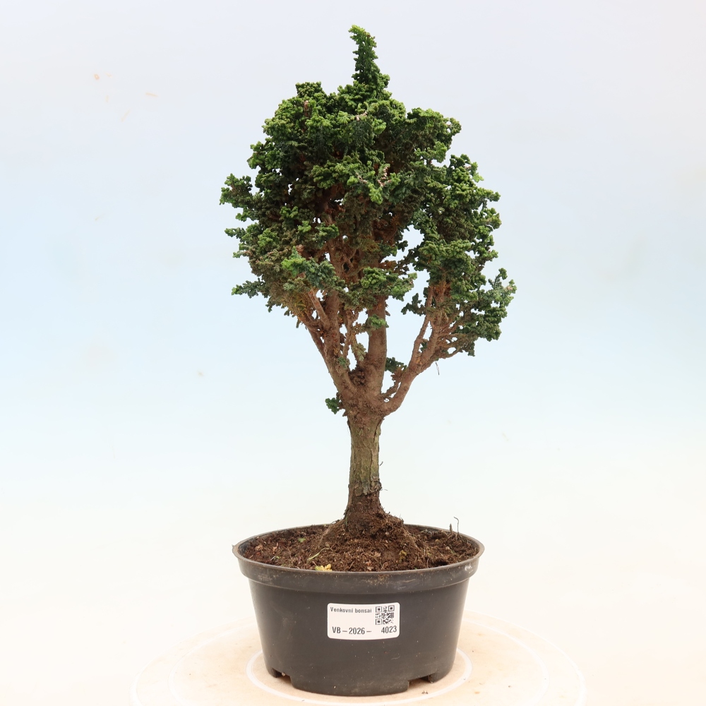 Bonsai zewnętrzne - Cham. obtusa SEKKA HINOKI - Cyprys