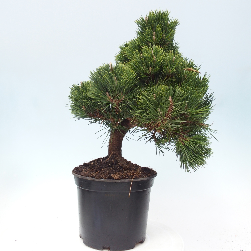 Outdoor bonsai - Pinus thunbergii senjyumaru - Sosna Thunberga