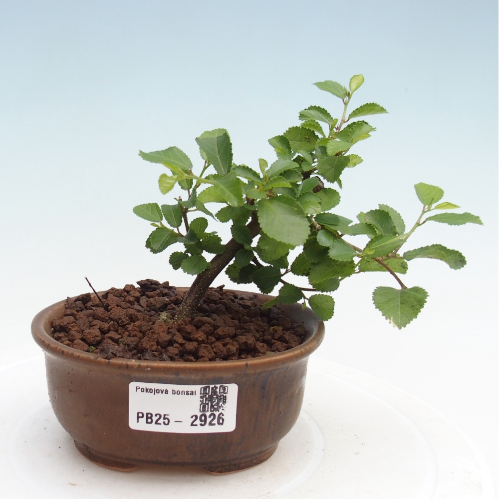Kryty bonsai - Grewia occidentalis - Lawendowa gwiazda