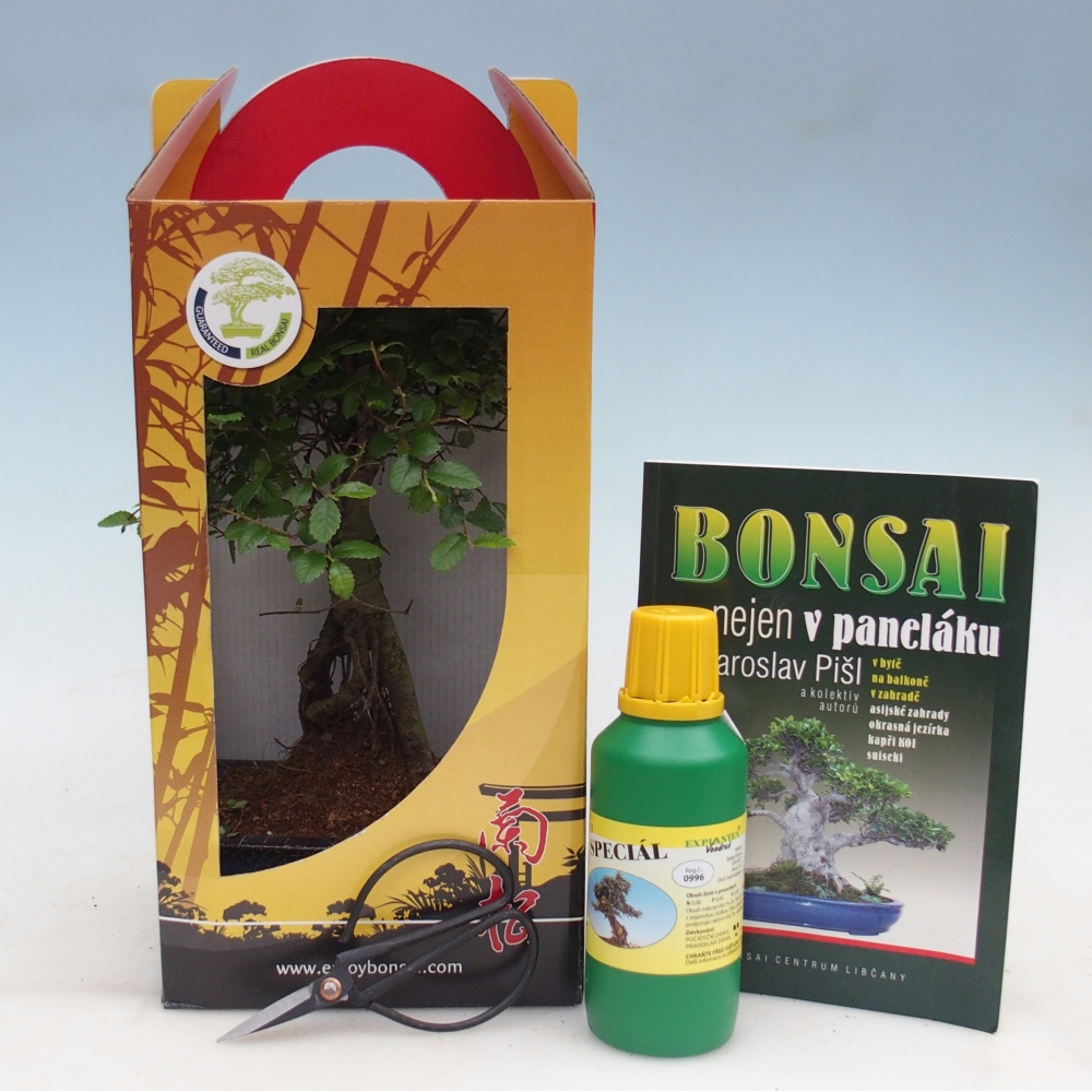 Ulmus parvifolia - wiąz chiński