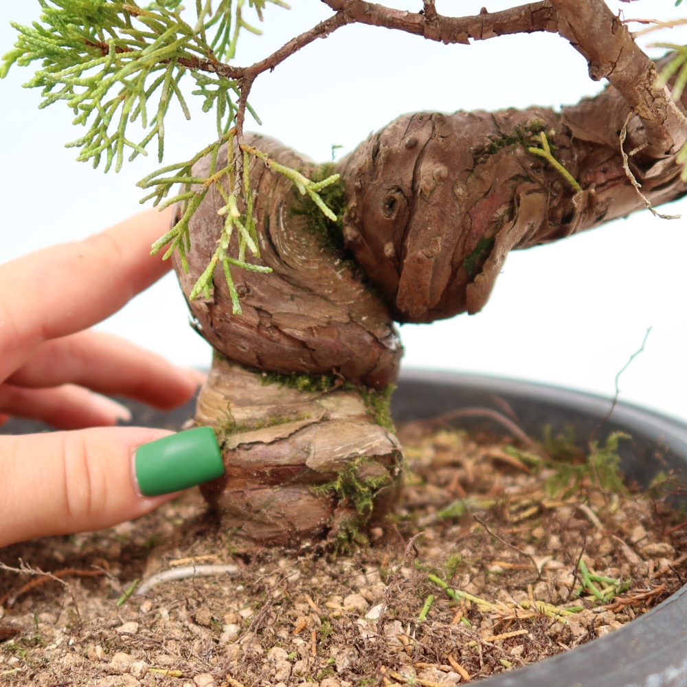 Bonsai ogrodowe – Juniperus chinensis Itoigawa – jałowiec chiński