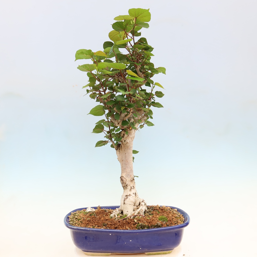 Bonsai domowe - Hibiscus tiliaceus - Hibiskus morski