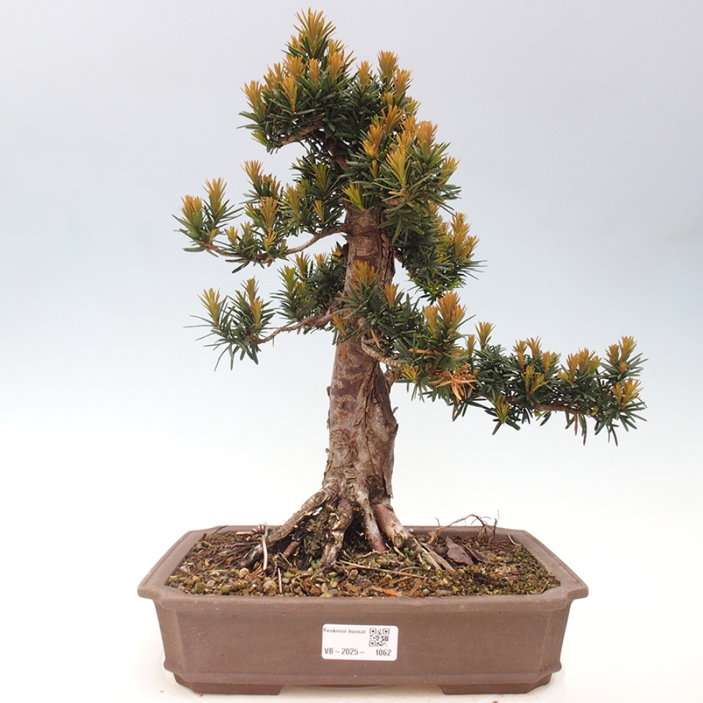 Bonsai na zewnątrz - Taxus cuspidata - cis japoński