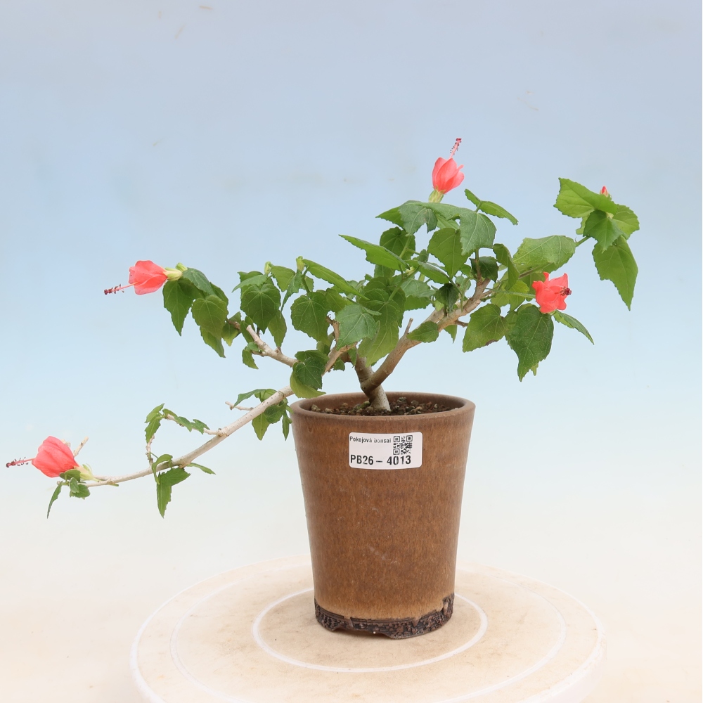 Bonsai domowe - Malvaviscus arboreus