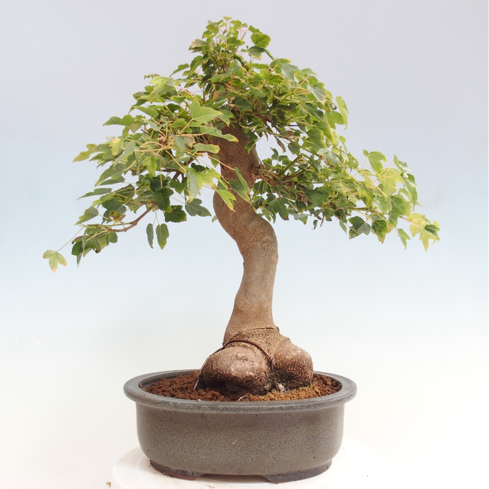 Outdoor bonsai - Maple Buergerianum - Burger Maple