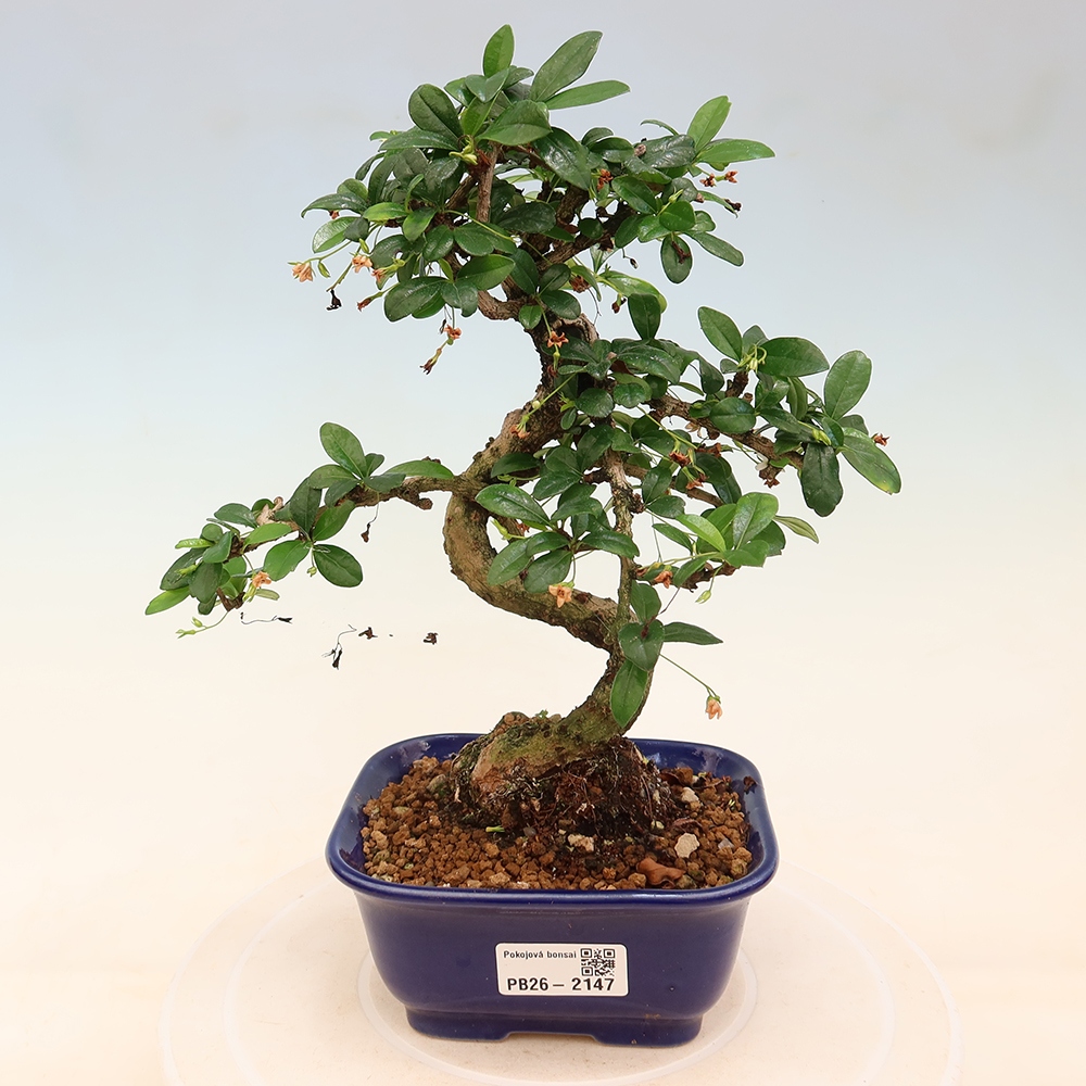 Bonsai pokojowe - Carmona macrophylla - Tea fuki
