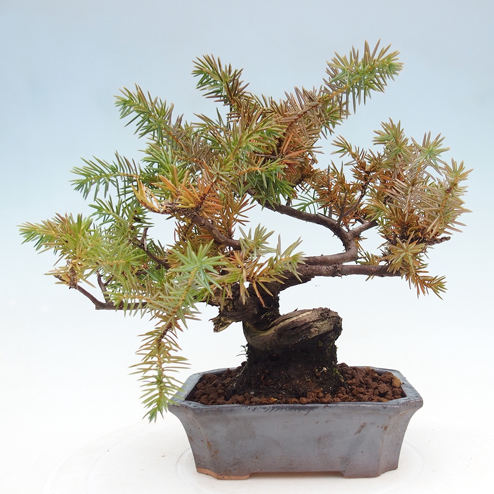 Outdoor bonsai - Juniper rigida - Juniperus rigida