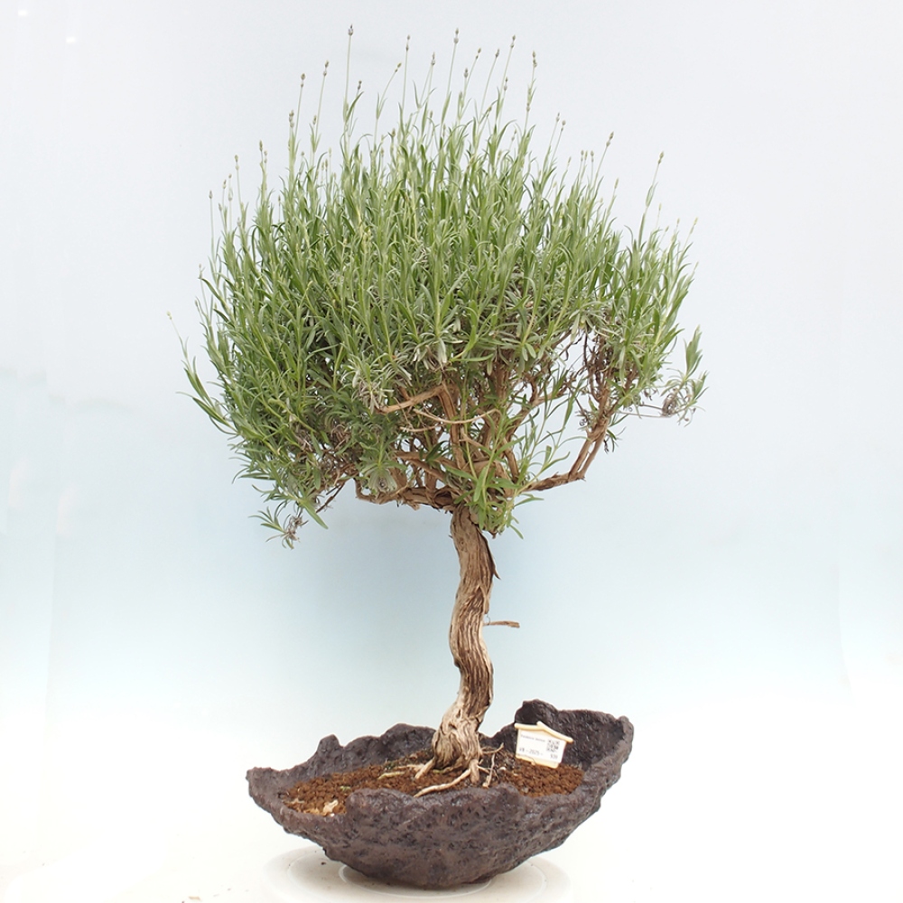 Bonsai ogrodowe - Lavandula - Lawenda