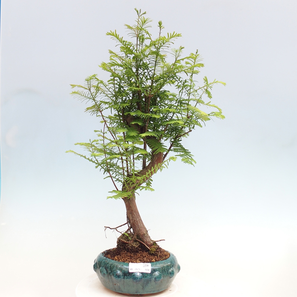 Outdoor bonsai - Metasequoia glyptostroboides - chińskie metasekvoje