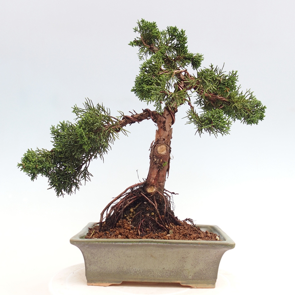 Outdoor bonsai - Juniperus chinensis Kishu - chiński jałowiec